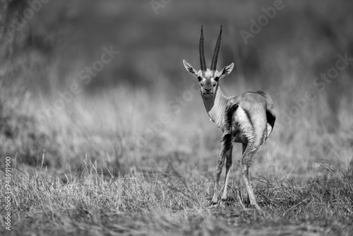 Mono Thomson gazelle stands staring to camera photo
