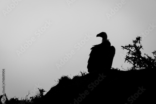 Mono Ruppell vulture perches silhouetted on mound photo