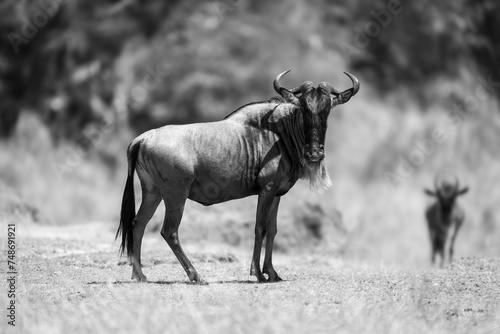Mono blue wildebeest stands staring near another