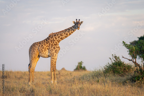 Masai giraffe stands watching camera near bushes