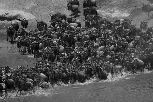 Mono confusion of blue wildebeest cross river