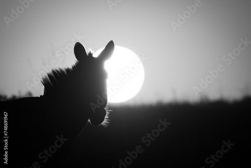 Mono close-up of plains zebra at dawn photo