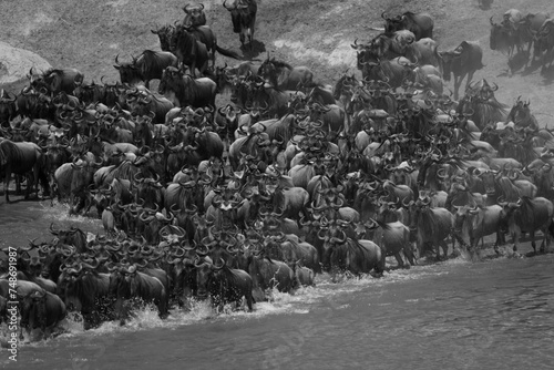 Mono confusion of blue wildebeest crossing river