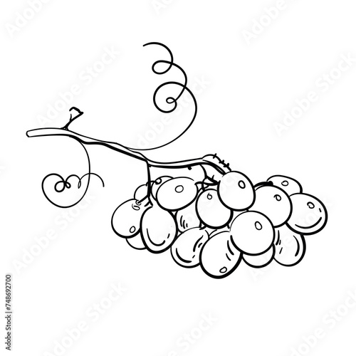 Grapes sketch hand drawn . Wine vine close up outline, leaves, berries. Black and white clip art isolated on white background. Antique vintage illustration for design, logo wine