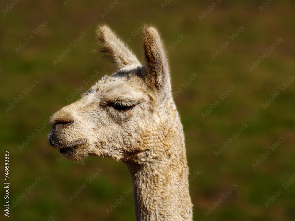 Obraz premium Haughty White Alpaca