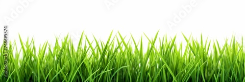 Green grass field on white background for product display. Clipping path included