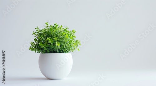white vase with green plant and leaves