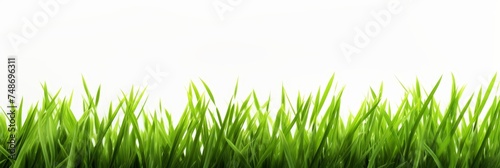 Green grass field isolated on white background for product display and montage with clipping path
