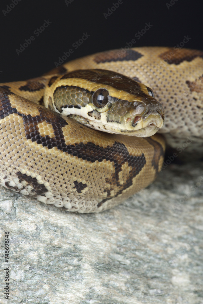 Portrait of a Central African Rock Python on a rock
Portrait of a Central African Rock Python on a rock