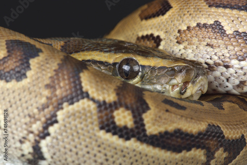 Portrait of a Central African Rock Python on a rock 