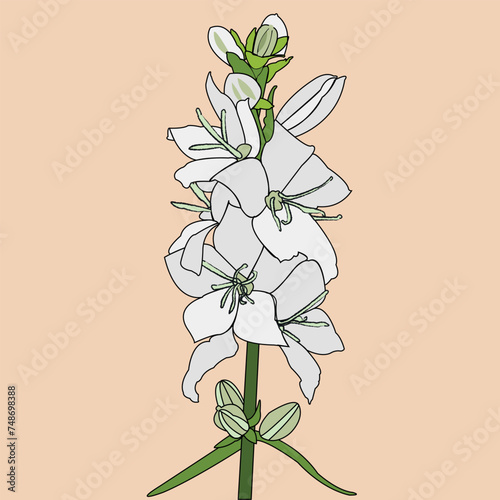Beautiful flower. A blossoming bud with many petals emanating from the center of the plant. The petals are on a green stem. Nice colour. The illustration can be used as decoration.