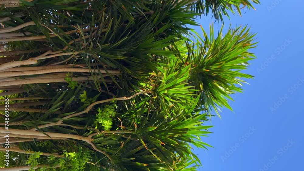 A green palm tree against a blue sky. Palm trees in the sunlight. View of palm trees against the sky with branches swaying in the wind - 4K video. Palm tree on the seashore view from below. Egypt 2022 A green palm tree against a blue sky. Palm trees in the sunlight. View of palm trees against the sky with branches swaying in the wind - 4K video. Palm tree on the seashore view from below. Egypt 2022