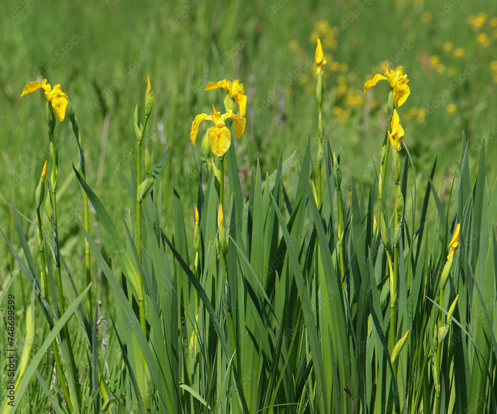 Yellow iris flag plant blooming in a swamp, Iris pseudacorus