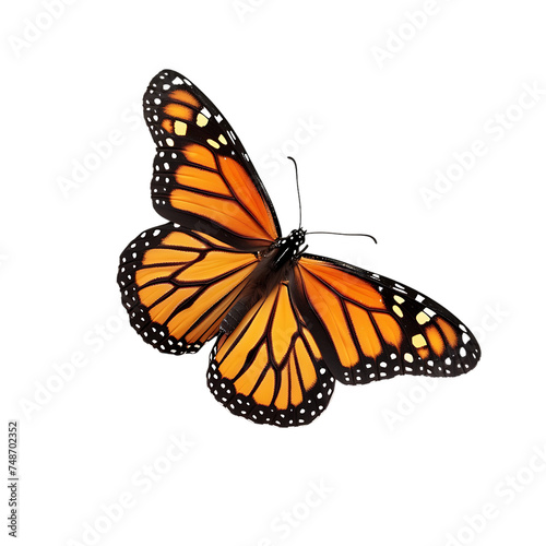 Beautiful monarch butterfly isolated on transparent background © Rosie
