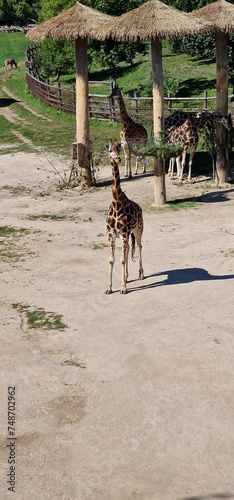 Rothschild's giraffe (Giraffa camelopardalis rothschildi) is a subspecies of the Northern giraffe. It is one of the most endangered distinct populations of giraffe, with 1,399 mature individuals estim photo