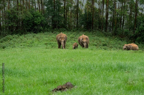 Group of Asian elephants strolling in a grassy meadow with lush trees in the background