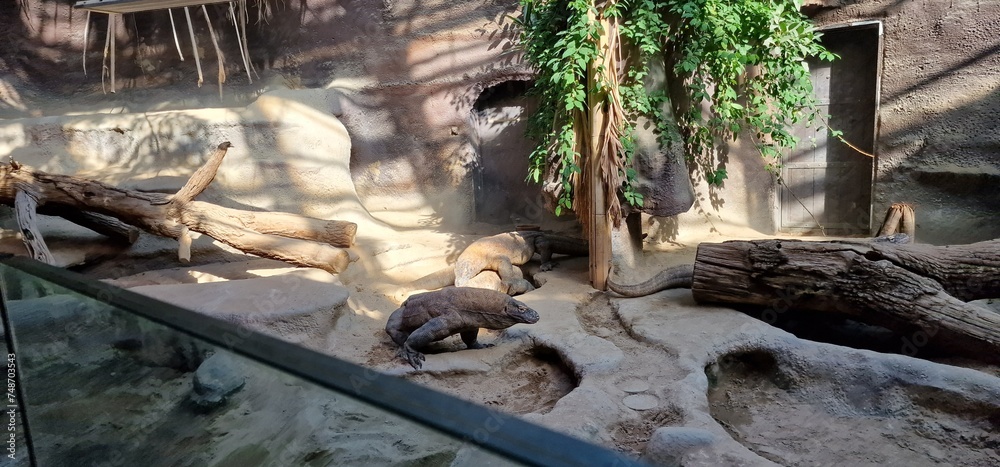 Obraz premium Komodo dragon (Varanus komodoensis), also known as the Komodo monitor, is a member of the monitor lizard family Varanidae that is endemic to the Indonesian islands of Komodo, Rinca, Flores, and Gili 