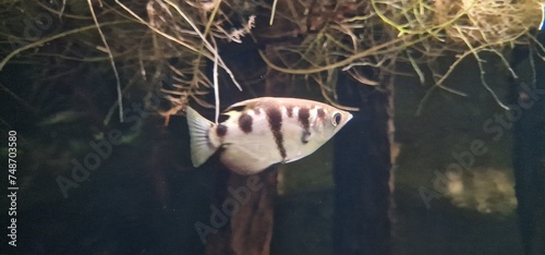 banded archerfish (Toxotes jaculatrix) is a brackish water perciform fish of the archerfish genus Toxotes. It is silvery in colour and has a dorsal fin towards the posterior end. It has distinctive, s photo