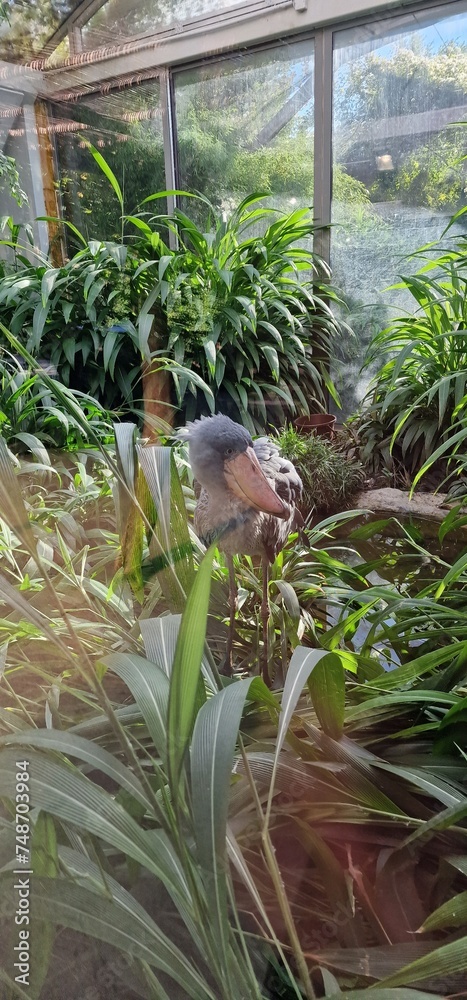 Obraz premium shoebill (Balaeniceps rex), also known as the whalebill, whale-headed stork, and shoe-billed stork is a large long-legged wading bird. It derives its name from its enormous shoe-shaped bill. It has a 