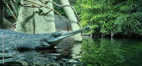  gharial (Gavialis gangeticus), also known as gavial or fish-eating crocodile, is a crocodilian in the family Gavialidae and among the longest of all living crocodilians photo
