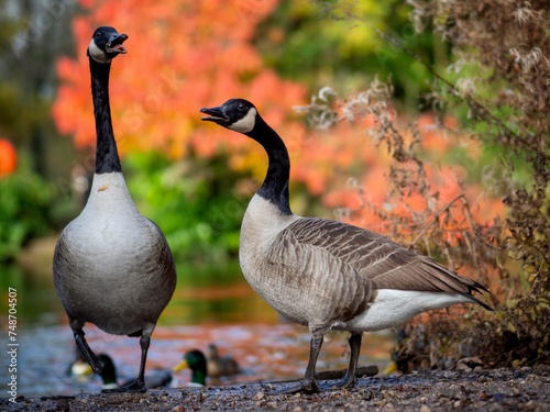 Canada Ducks in a Park photo