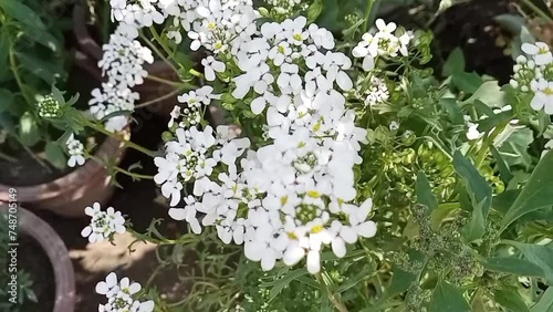 This video is about lovely Arabis caucasica ornamental garden white flowers.