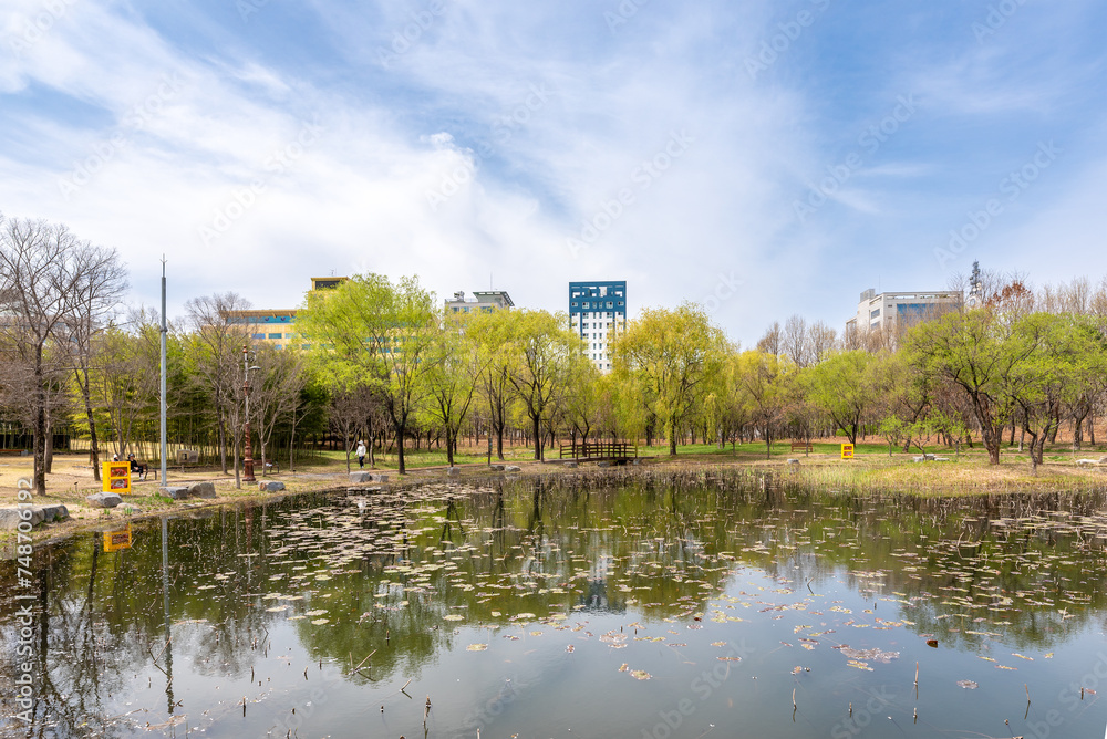 Fototapeta premium 연못 너머 아름다운 수양버들이 보이는 한밭수목원의 봄 풍경-Spring Landscape of Hanbat Arboretum with Beautiful Weeping Willows Beyond the Pond, Daejeon, South Korea