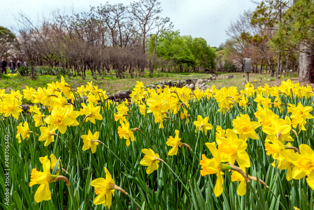 Obraz premium 활짝 핀 수선화꽃밭-Field of Fully Bloomed Daffodils, South Korea