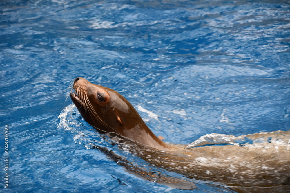 Obraz premium sea lion swimming