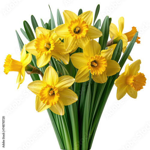 Close-up of a bouquet of yellow daffodils isolated on white background