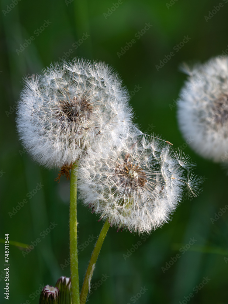 Fluffy dandelions are waiting for a gust of wind to fly away. Fluffy dandelions are waiting for a gust of wind to fly away.