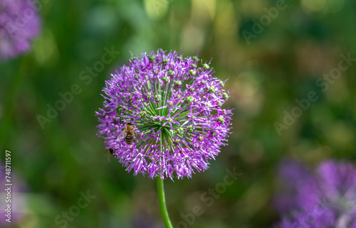 Blooming onion. Inflorescence in the form of a ball of small flowers.