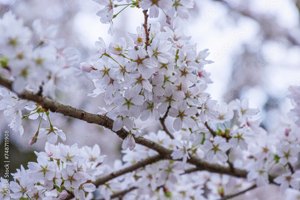 Pink cherry blossoms in soft style for the background. Sakura bloom in spring. Pink cherry flower, buds and leaves. Easter time. Bokeh. Selective focus Pink cherry blossoms in soft style for the background. Sakura bloom in spring. Pink cherry flower, buds and leaves. Easter time. Bokeh. Selective focus