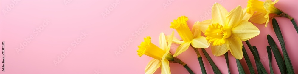 Naklejka premium daffodils flowers background.