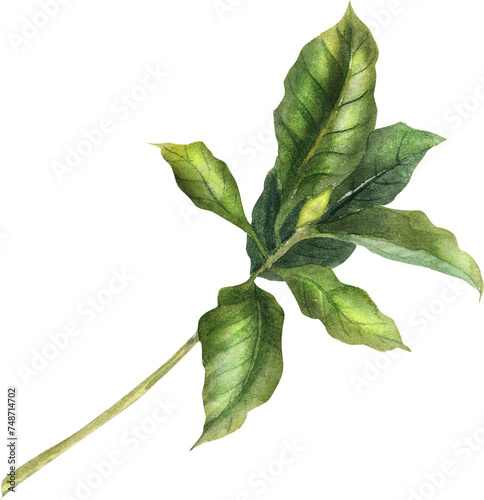 Coffee plant, watercolor, beans, leaves and flowers, hand drawn illustrations