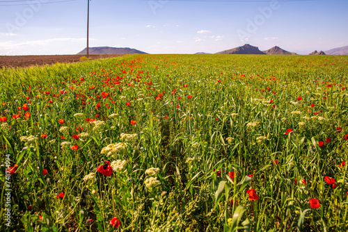 Vivid Red Poppies Adorning the Fields of Zanjan  Iran