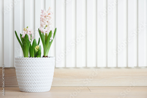 Spring flowers. Hyacinth in pots on light wooden table. Copy space. Front view