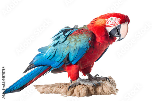 Red winged parrot on branch  isolated on transparent background