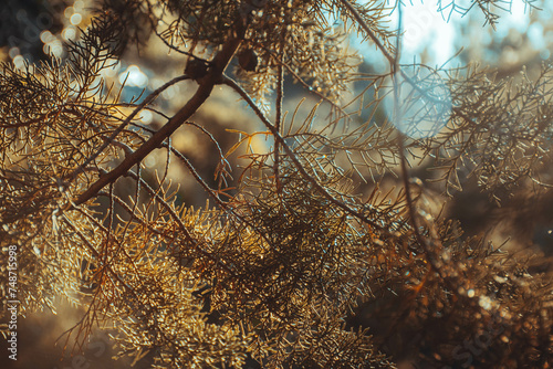 Folhas de pinheiro com luz do sol photo