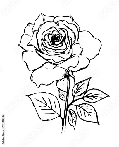 A large rose flower on a white background