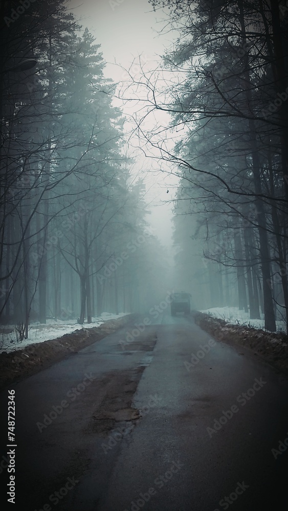 Obraz premium fog in the forest