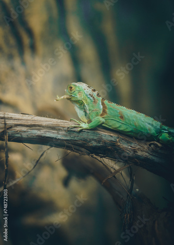 Close up shot portrait of a reptile hiding in its natural habitat wildlife