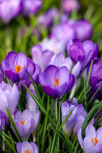 purple crocuses in the garden © Olena 