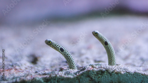 Heteroconger hassi Spotted garden eel fish out of sand in individual burrow ocean floor marine sea life