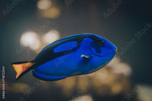 Paracanthurus hepatus regal blue hippo tang most popular marine aquarium fish, dory fish