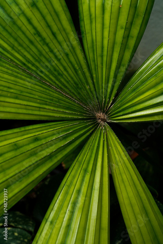 Licuala mapu, close up texture, indoor plants photo