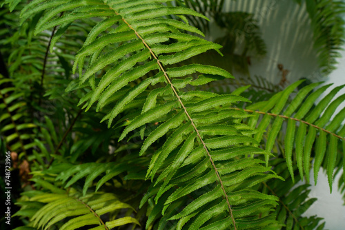 fern close up