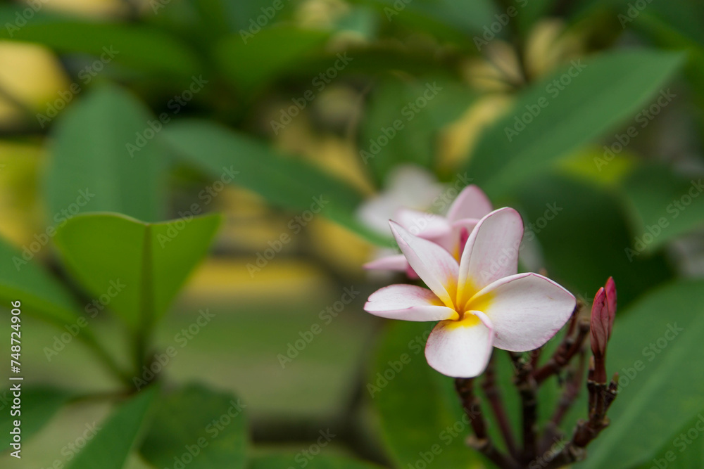 Fototapeta premium Frangipani or Plumeria flowers blooming in the garden