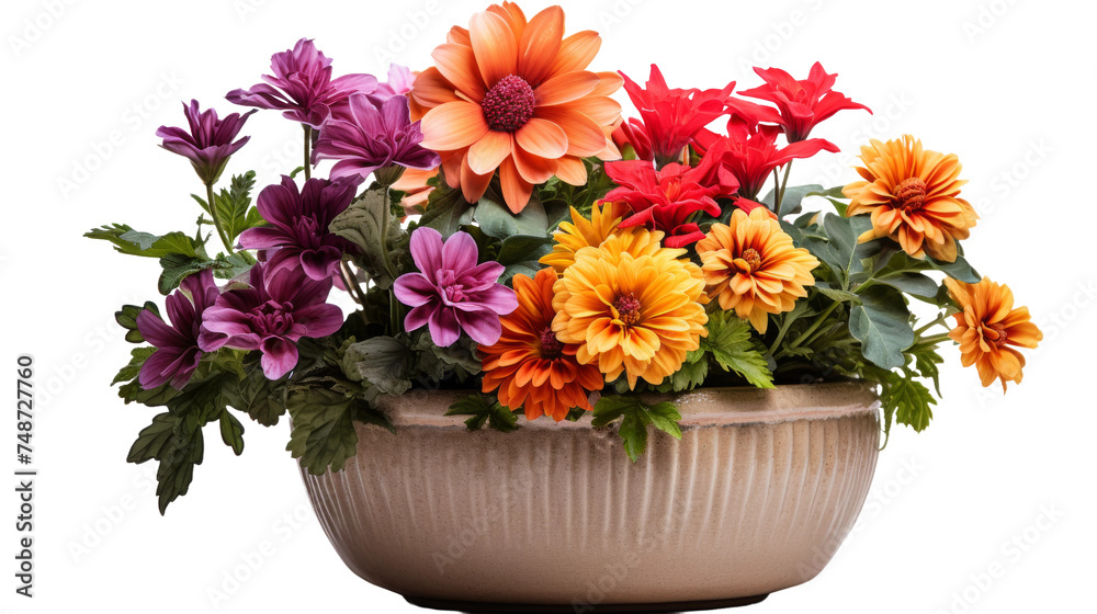 The Greatest Pot of Vibrant Blooms on white background The Greatest Pot of Vibrant Blooms on white background