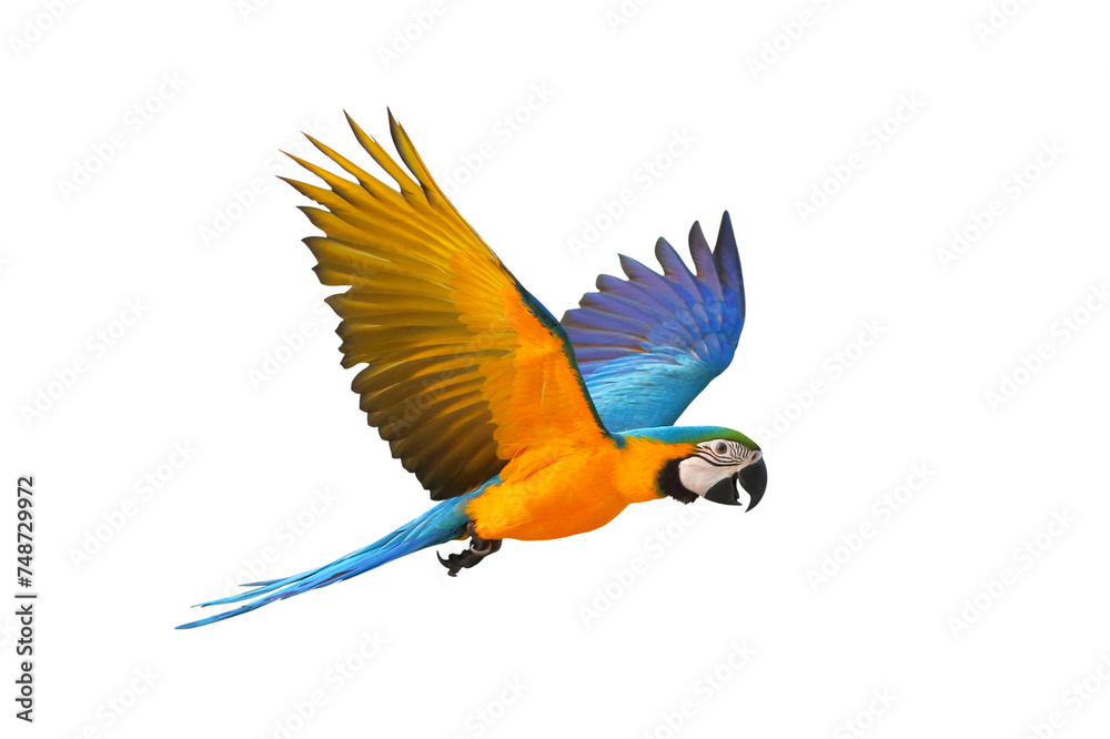 Fototapeta premium Colorful flying Blue and Gold Macaw parrot isolated on transparent background png file